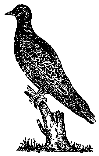 Том 5. Записки ружейного охотника - i_044.png