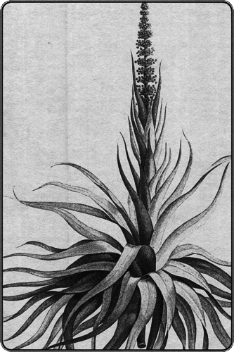 Путешествие по всему миру на «Буссоли» и «Астролябии» - i_246.png