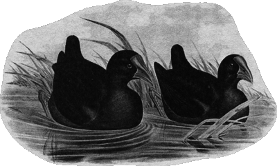 Путешествие по всему миру на «Буссоли» и «Астролябии» - i_252.png