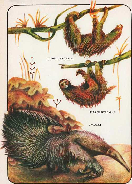 Соседи по планете Млекопитающие - i_054.jpg