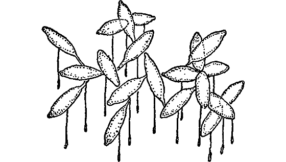 Жизнь пруда - i_027.png