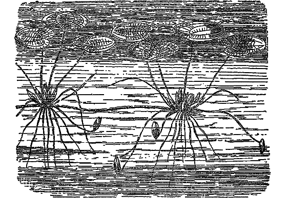 Жизнь пруда - i_028.png