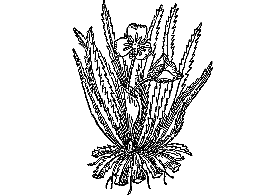 Жизнь пруда - i_029.png