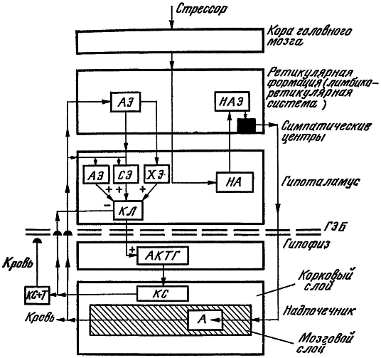 Внутренняя среда организма - i_017.png