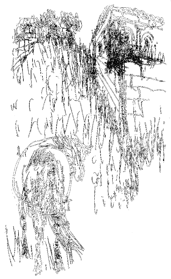 Белый конь - i_014.png