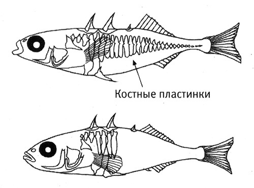 Приспособиться и выжить! - i_014.jpg