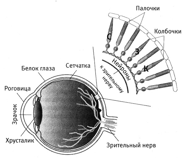 Приспособиться и выжить! - i_030.jpg