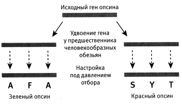 Приспособиться и выжить! - i_034.jpg