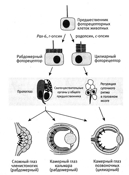 Приспособиться и выжить! - i_066.jpg