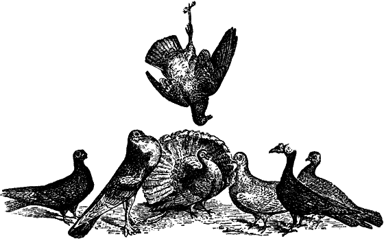 Великий натуралист Чарлз Дарвин - i_087.png