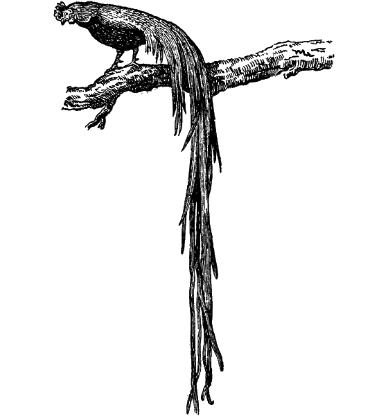 Великий натуралист Чарлз Дарвин - i_088.png