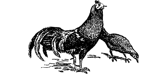 Великий натуралист Чарлз Дарвин - i_089.png