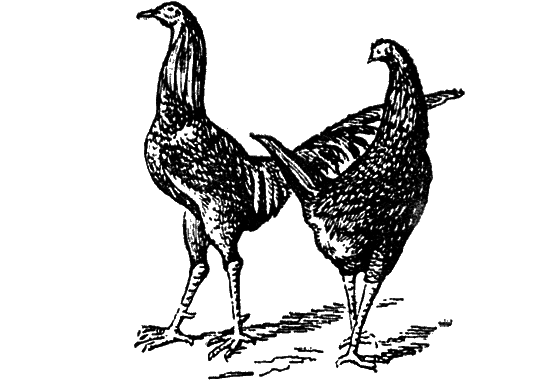 Великий натуралист Чарлз Дарвин - i_090.png