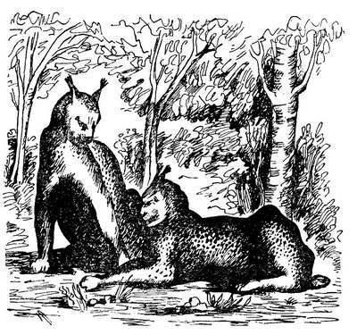 Лесной бродяга (рассказы и повести) - i_002.jpg