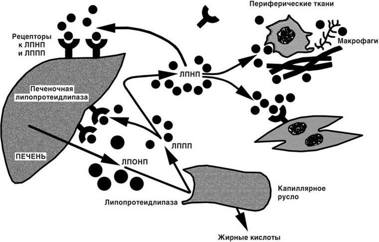 Внутренние болезни - b00000264.jpg