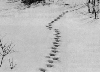 Под шапкой-невидимкой - _108.jpg_0