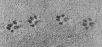 Под шапкой-невидимкой - _110.jpg_0