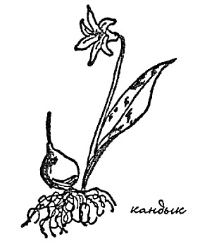 Моя сторона горы - i_017.jpg