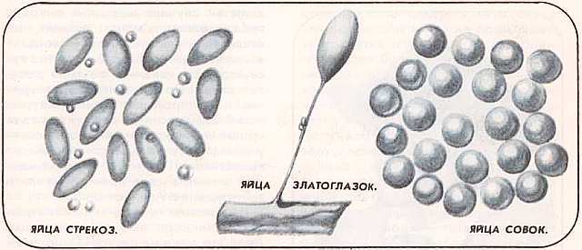 Соседи по планете. Насекомые - i_078.jpg