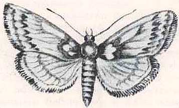 Соседи по планете. Насекомые - i_139.jpg