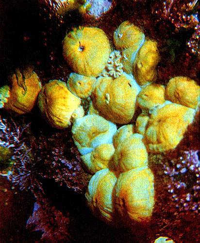 В глубинах пяти морей - i_008.jpg