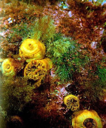 В глубинах пяти морей - i_009.jpg