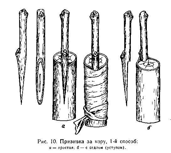 Прививка плодовых деревьев - _11.jpg