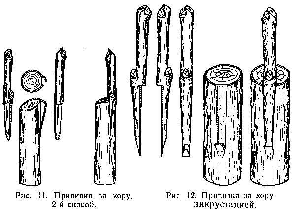 Прививка плодовых деревьев - _12.jpg