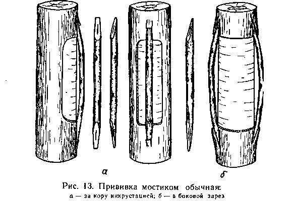 Прививка плодовых деревьев - _13.jpg