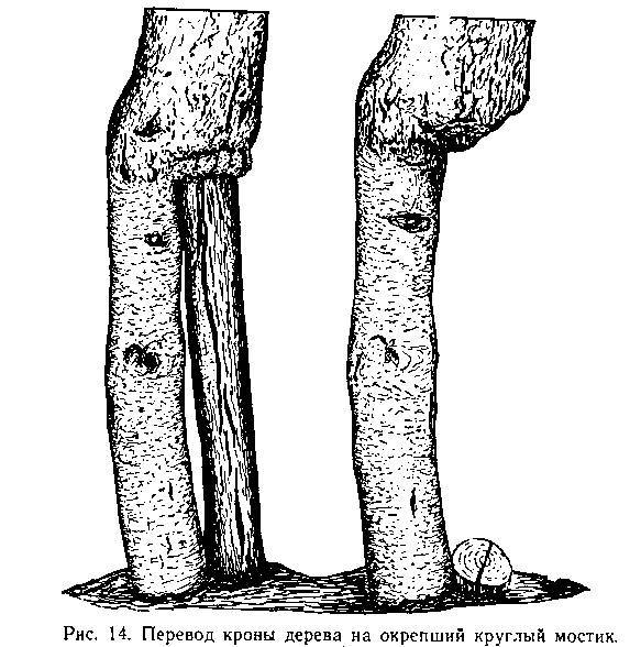 Прививка плодовых деревьев - _14.jpg