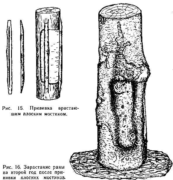 Прививка плодовых деревьев - _15.jpg