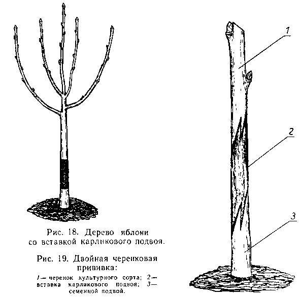 Прививка плодовых деревьев - _17.jpg
