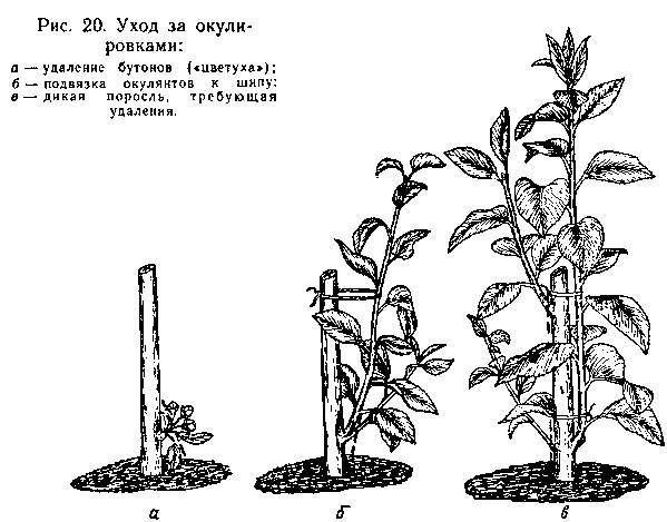 Прививка плодовых деревьев - _18.jpg