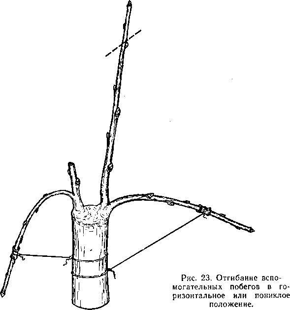 Прививка плодовых деревьев - _19.jpg