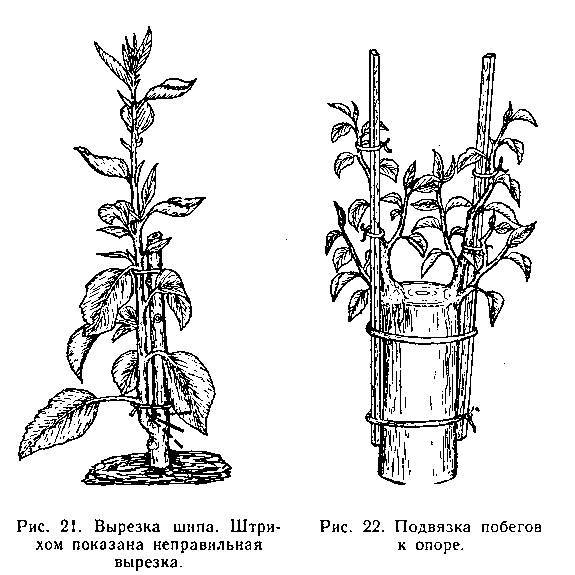 Прививка плодовых деревьев - _20.jpg