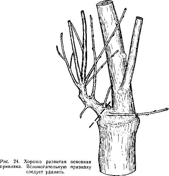 Прививка плодовых деревьев - _21.jpg