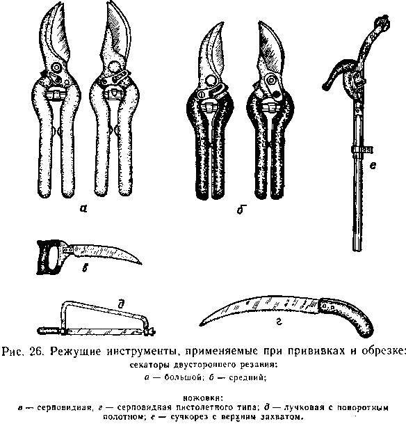 Прививка плодовых деревьев - _23.jpg