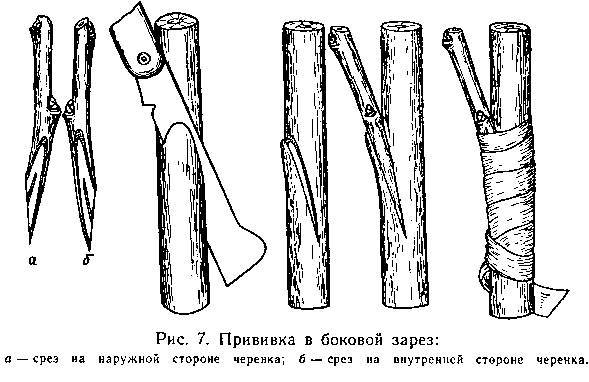 Прививка плодовых деревьев - _8.jpg