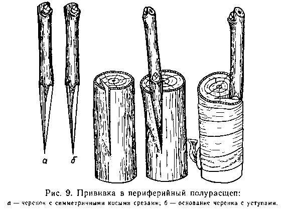 Прививка плодовых деревьев - _10.jpg