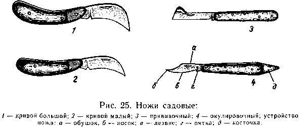 Прививка плодовых деревьев - _22.jpg