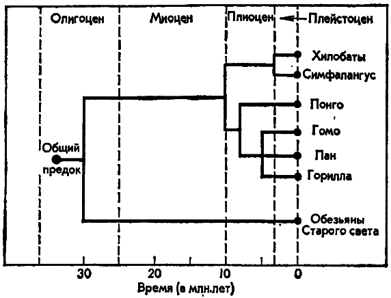 У истоков человечества - i_002.png