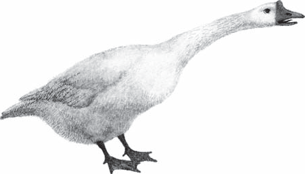 Гусиная пастушка - _014.png