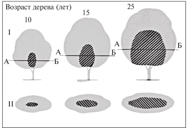 Формирование и обрезка садовых деревьев - i_024.jpg