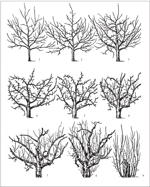 Формирование и обрезка садовых деревьев - i_037.jpg