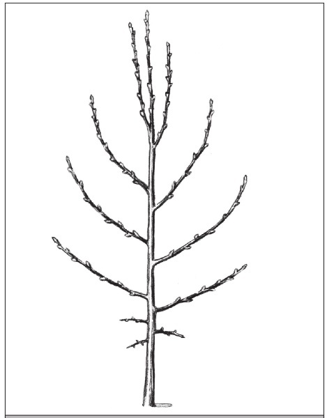 Формирование и обрезка садовых деревьев - i_114.jpg