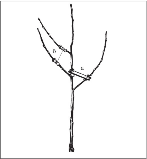 Формирование и обрезка садовых деревьев - i_115.jpg