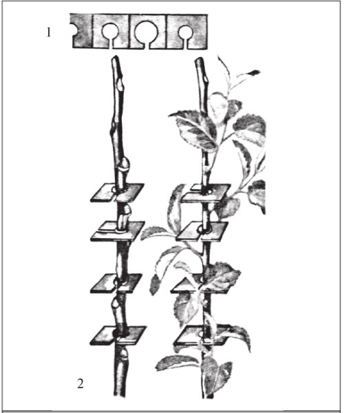 Формирование и обрезка садовых деревьев - i_116.jpg