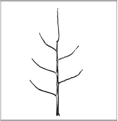 Формирование и обрезка садовых деревьев - i_117.jpg