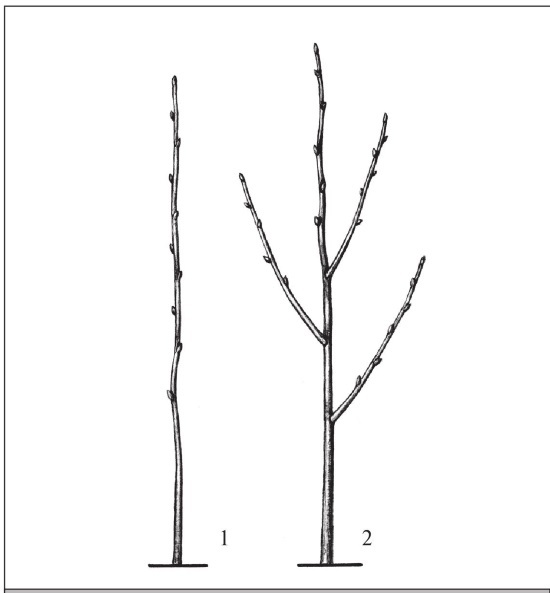 Формирование и обрезка садовых деревьев - i_188.jpg