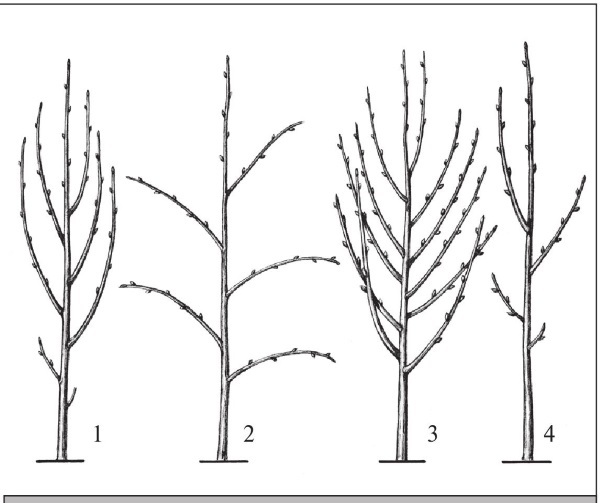 Формирование и обрезка садовых деревьев - i_189.jpg